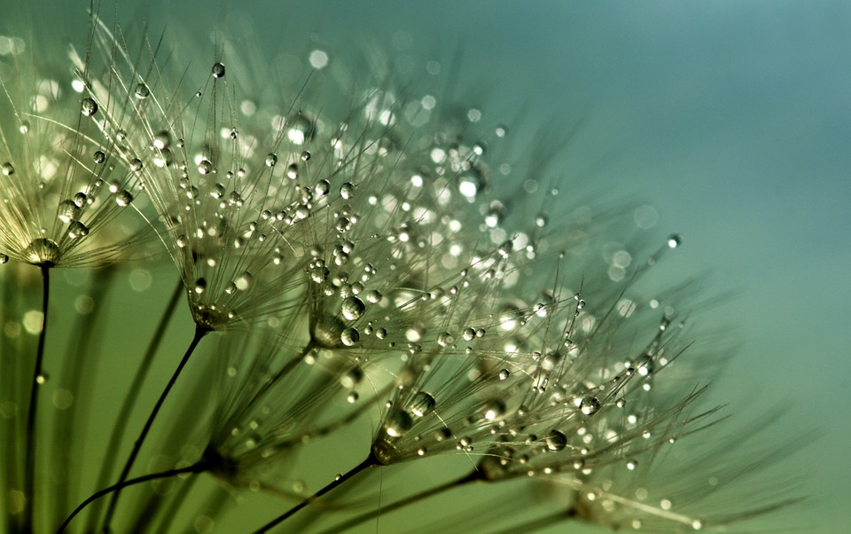 dandelion