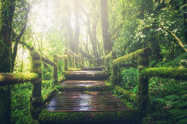 jungle